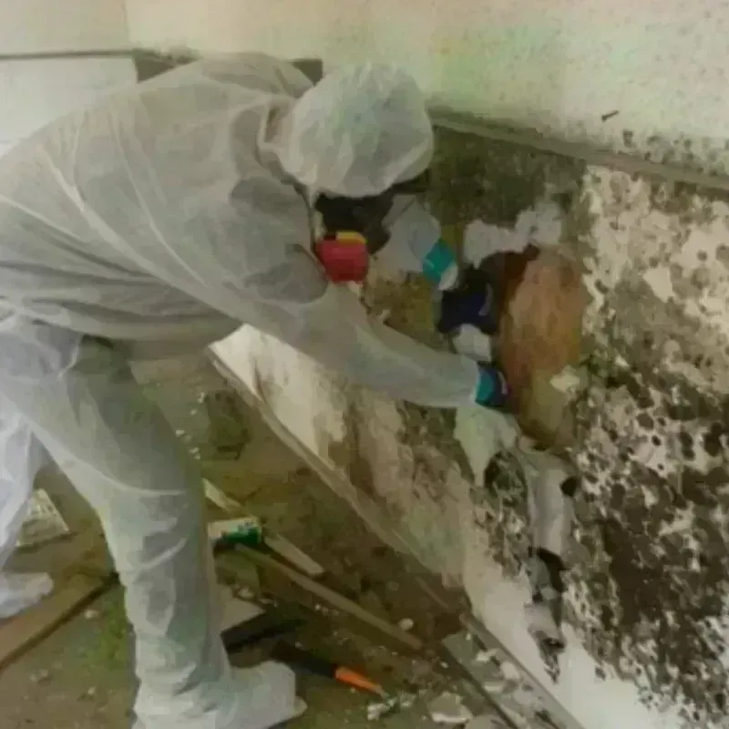 Mold Remediation and Removal in Miller, SD